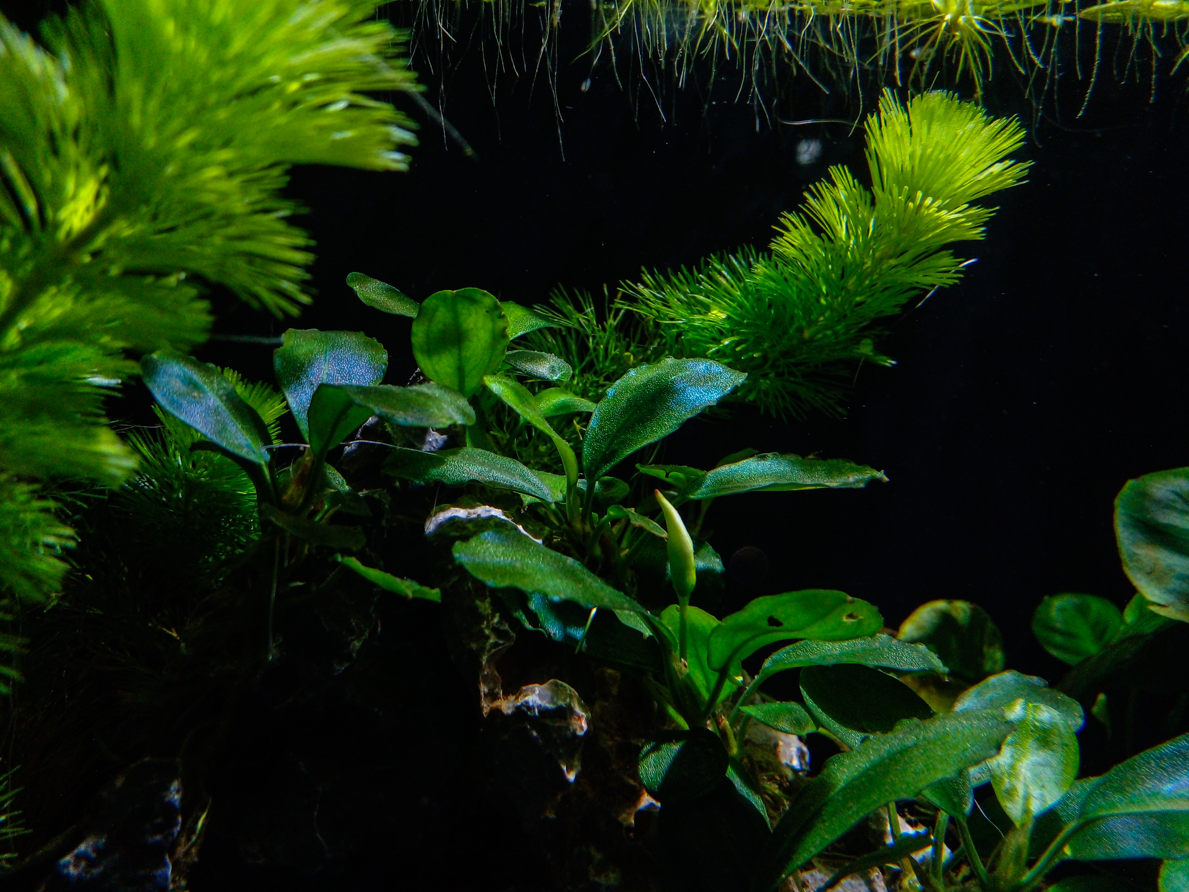 Aquascape or portrait